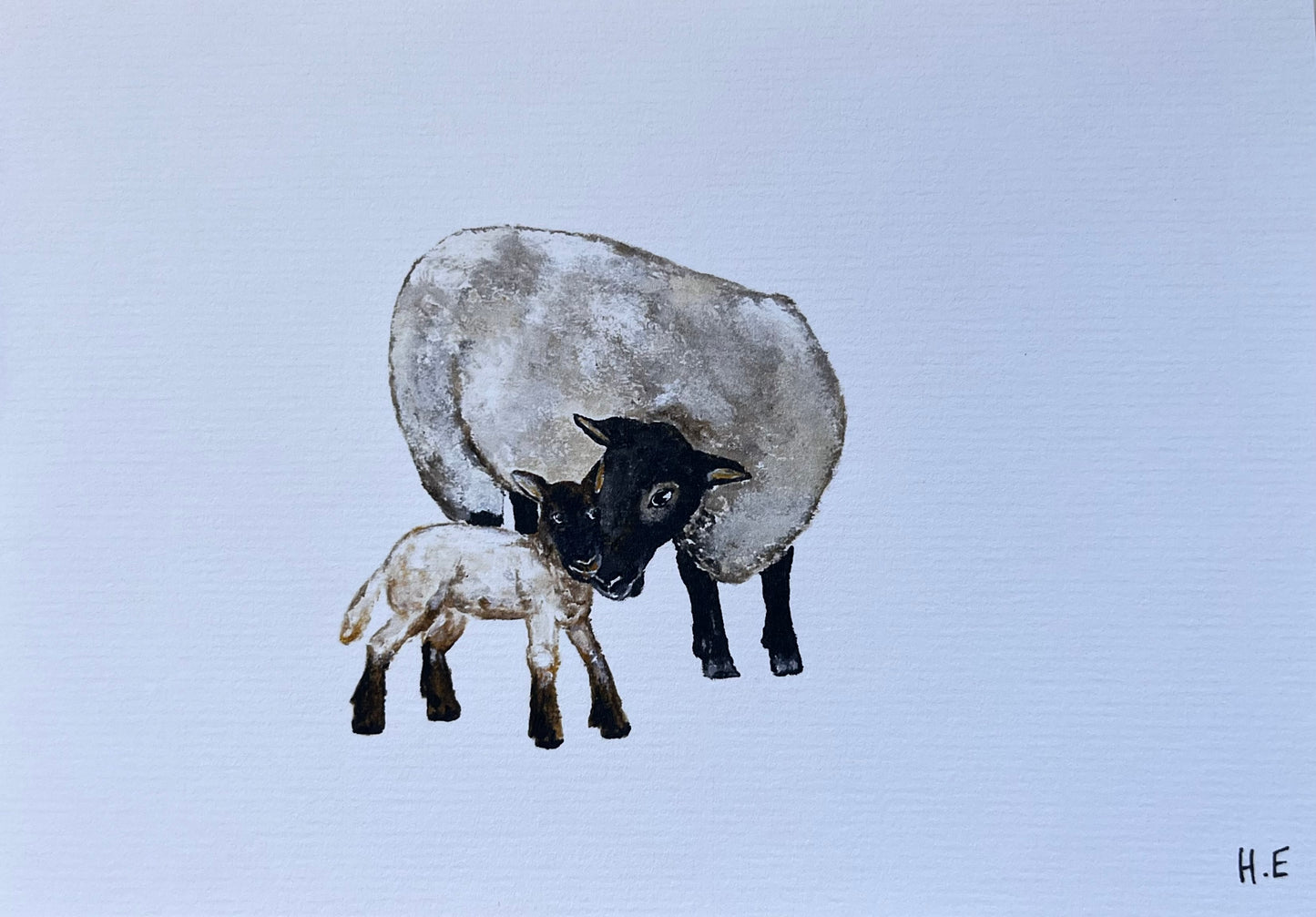 Sheep