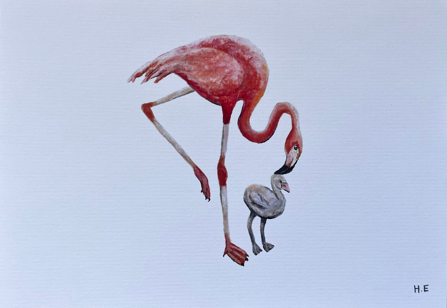 Flamingos