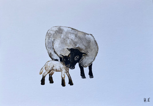 Sheep